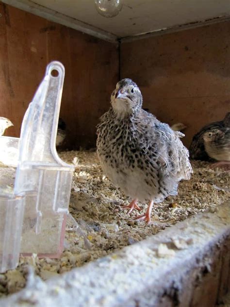 US - Starting yesterday (3 October), farmers who wish to improve the welfare of their farm animals can apply for a Fund-a-Farmer grant of up to $2,500 from . . Government grants for raising quail